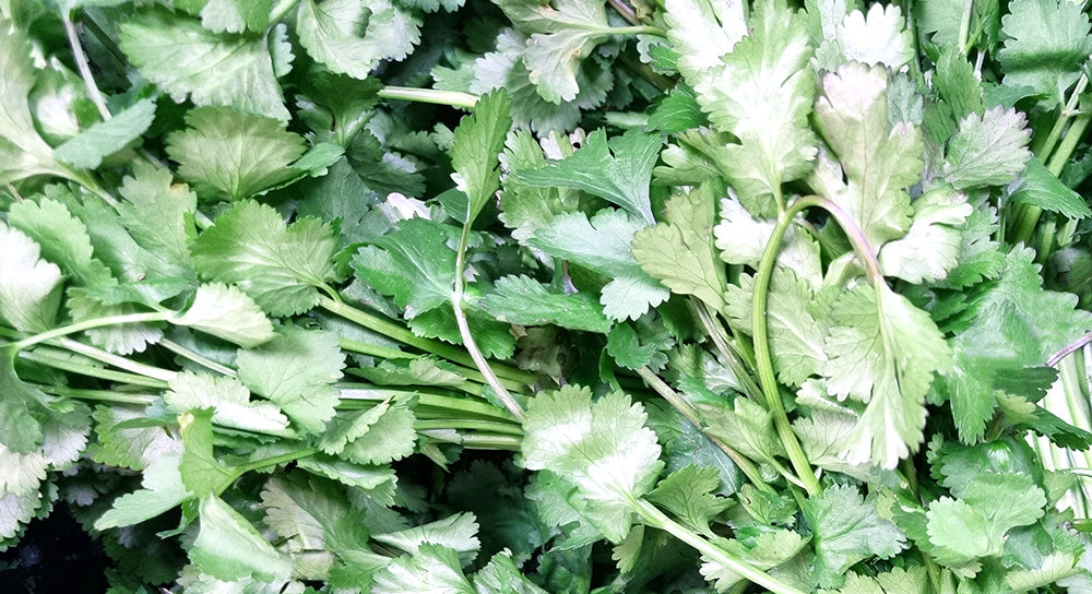 How To Prepare and Cut Coriander